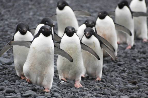 Uma fila de pinguins adelie na praia de Brown Bluff, na Antártida